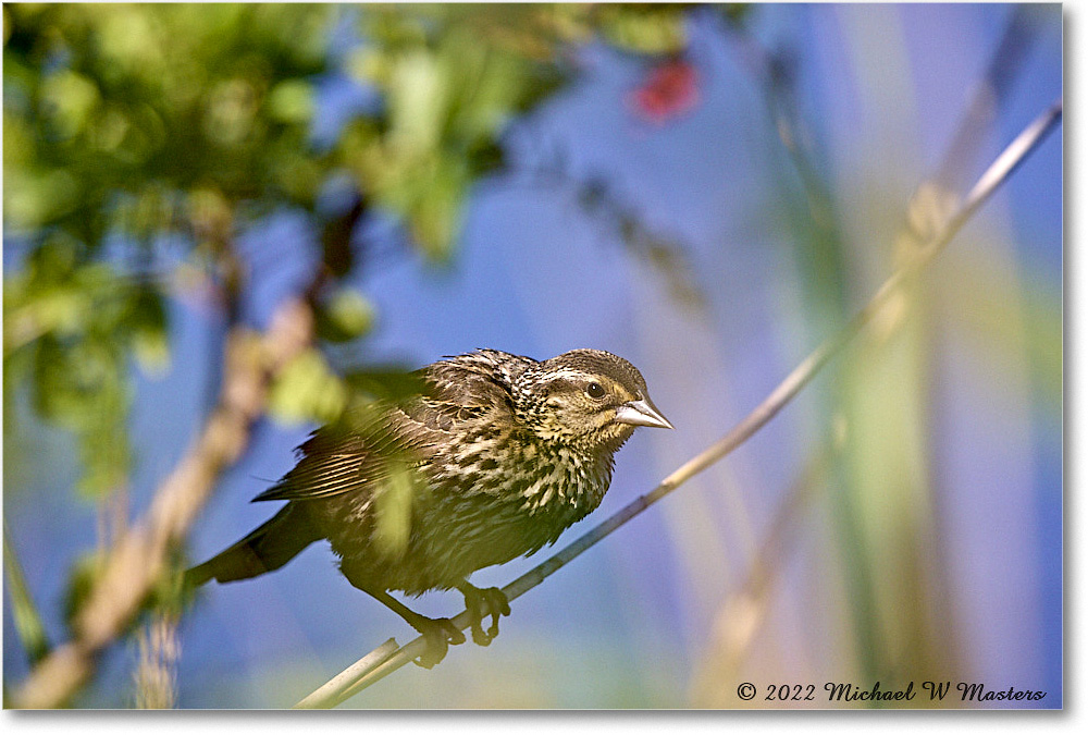RedwingBlackbird_ChincoNWR_2022Jun_R5B09106 copy