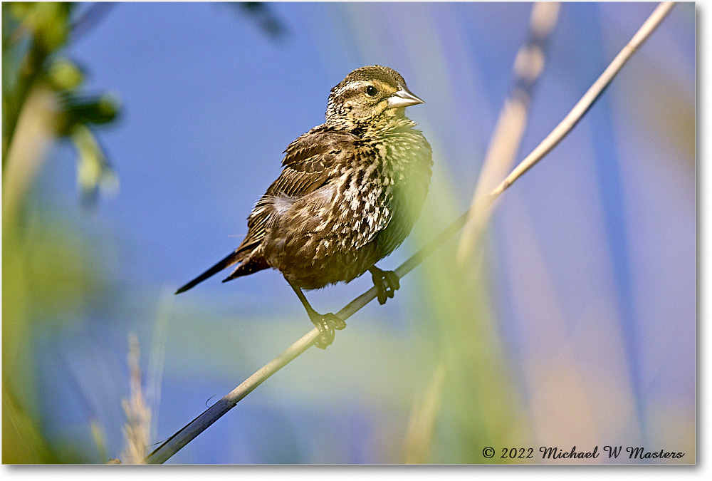 RedwingBlackbird_ChincoNWR_2022Jun_R5B09115 copy