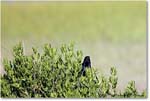 BoattailGrackle_ChincoNWR_2022Jun_R5A07961 copy