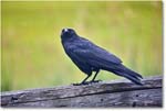 Crow_Chincoteague_2022Jun_5DA03416 copy