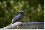 Crow_Chincoteague_2022Jun_5DA03491 copy