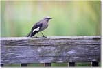 Mockingbird_Chincoteague_2022Jun_5DA03432 copy