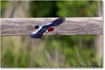 RedheadedWoodpecker_ChincoNWR_2022Jun_R5A09906 copy