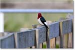 RedheadedWoodpecker_ChincoNWR_2022Jun_R5A11097 copy