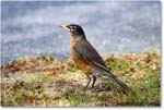 Robin_ChincoNWR_2022Jun_R5A07337 copy