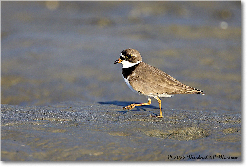 SemipalmatedPlover_ChincoNWR_2022Jun_R5A07792 copy