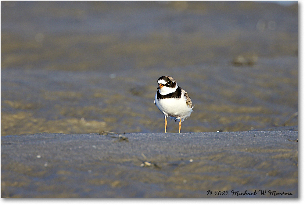 SemipalmatedPlover_ChincoNWR_2022Jun_R5A07823 copy