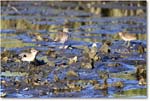 BlackbellyPlover_ChincoNWR_2022Jun_R5B08909 copy