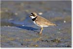 SemipalmatedPlover_ChincoNWR_2022Jun_R5A07781 copy