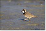 SemipalmatedPlover_ChincoNWR_2022Jun_R5A07792 copy
