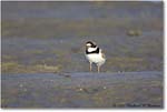 SemipalmatedPlover_ChincoNWR_2022Jun_R5A07823 copy