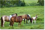 Ponies_ChincoNWR_2022Jun_R5A07543 copy