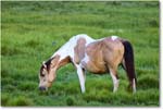 Ponies_ChincoNWR_2022Jun_R5A07564 copy