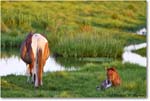 Ponies_ChincoNWR_2022Jun_R5A07567 copy