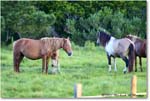 Ponies_ChincoNWR_2022Jun_R5A07572 copy