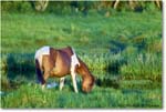Ponies_ChincoNWR_2022Jun_R5A07587 copy