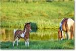 Ponies_ChincoNWR_2022Jun_R5A07596 copy