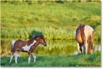 Ponies_ChincoNWR_2022Jun_R5A07610 copy