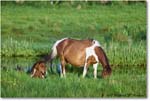 Ponies_ChincoNWR_2022Jun_R5A07633 copy