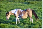 Ponies_ChincoNWR_2022Jun_R5A07640 copy