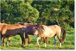 Ponies_ChincoNWR_2022Jun_R5A07653 copy
