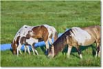 Ponies_ChincoNWR_2022Jun_R5A07679 copy