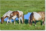 Ponies_ChincoNWR_2022Jun_R5A07688 copy