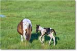 Ponies_ChincoNWR_2022Jun_R5A07700 copy