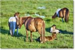 Ponies_ChincoNWR_2022Jun_R5A07702 copy