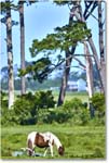Ponies_ChincoNWR_2022Jun_R5A07861 copy