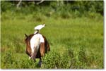 Ponies_ChincoNWR_2022Jun_R5A07866 copy