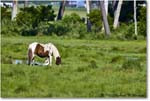 Ponies_ChincoNWR_2022Jun_R5A07871 copy
