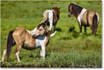 Ponies_ChincoNWR_2022Jun_R5A07891 copy