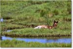 Ponies_ChincoNWR_2022Jun_R5A07896 copy