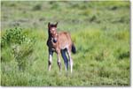 Ponies_ChincoNWR_2022Jun_R5B08752 copy