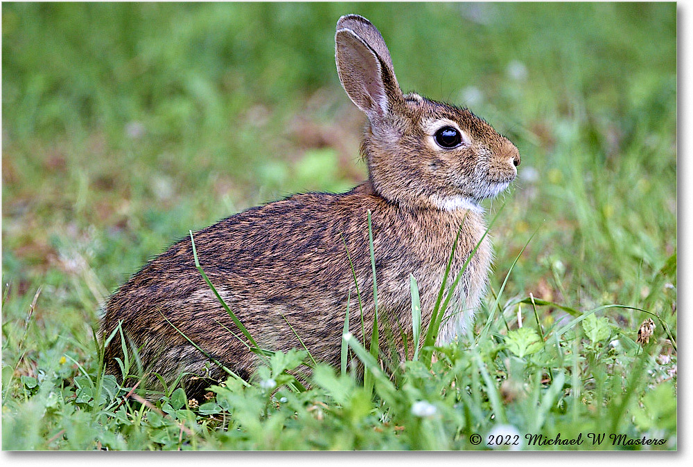Rabbit_ChincoNWR_2022Jun_R5A06149 copy