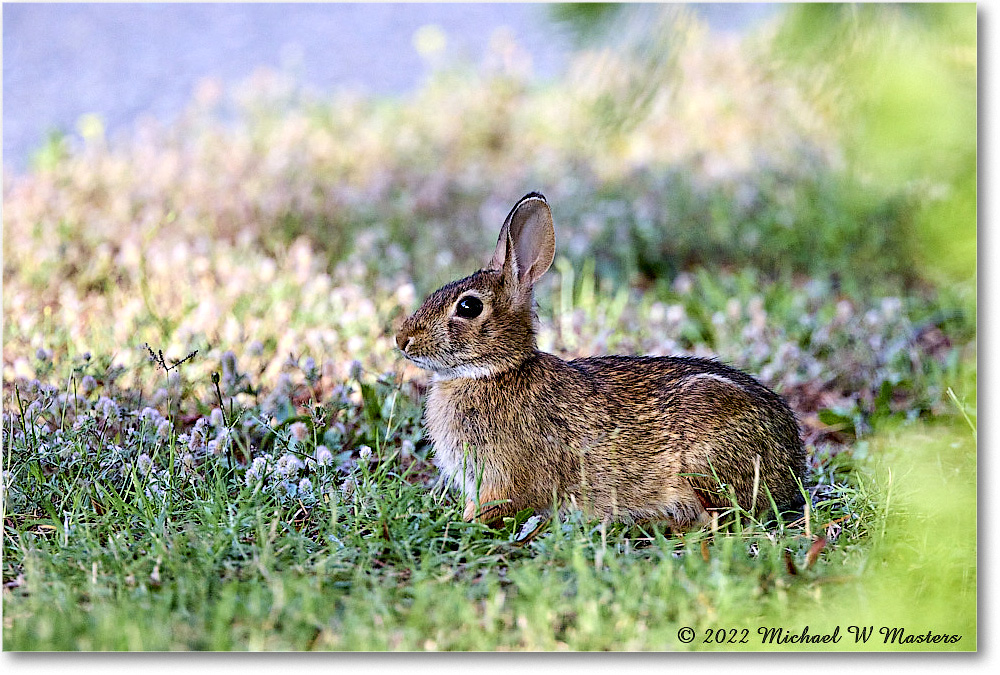 Rabbit_ChincoNWR_2022Jun_R5A09927 copy