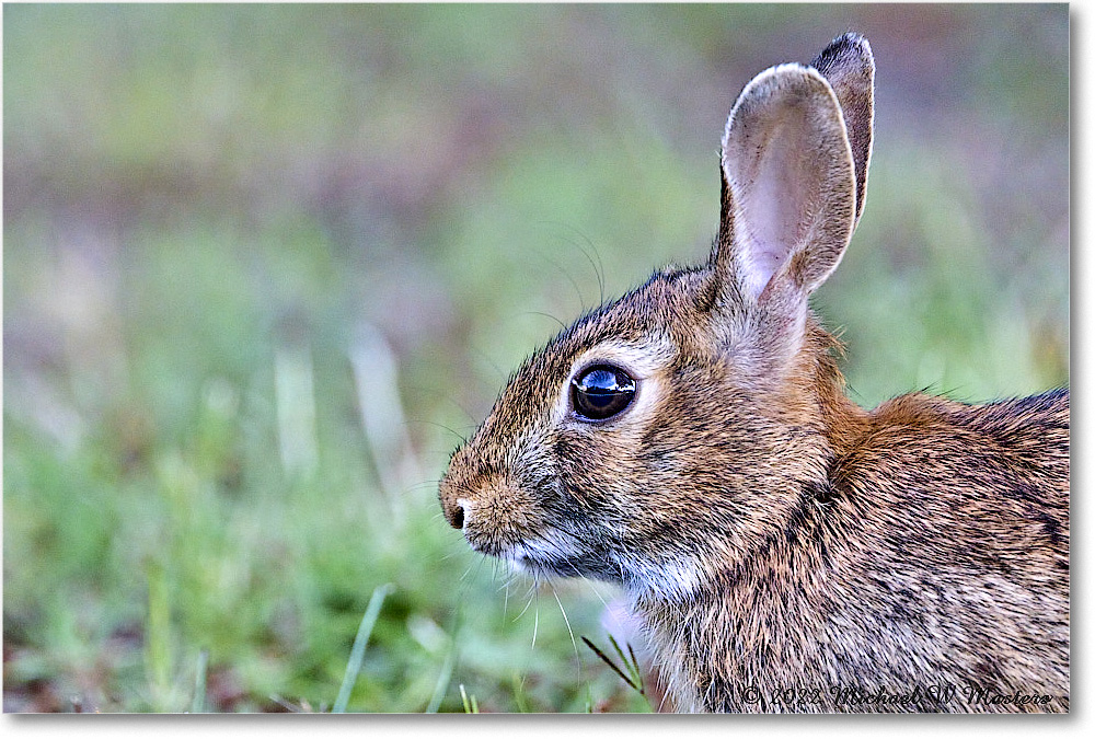 Rabbit_ChincoNWR_2022Jun_R5A09960 copy