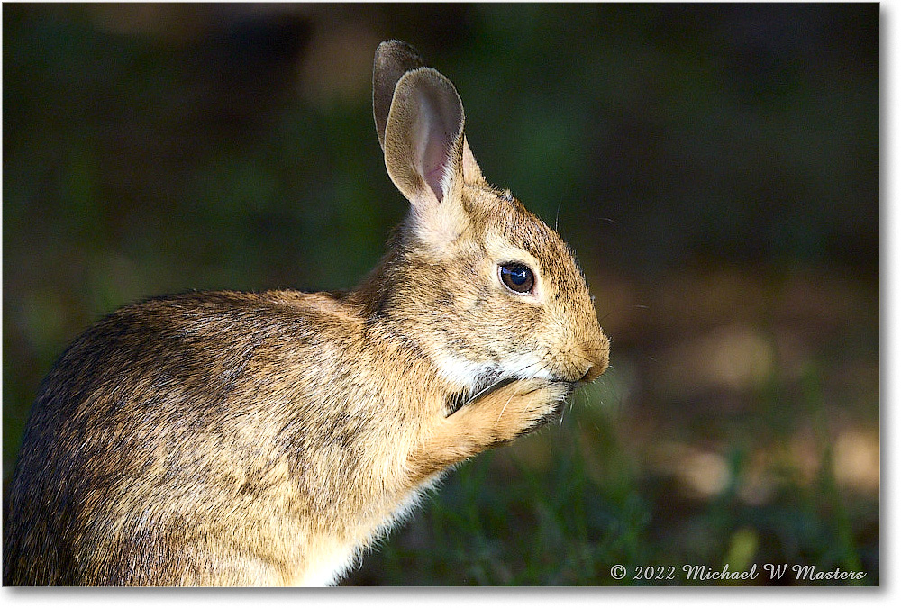 Rabbit_ChincoNWR_2022Jun_R5A09976 copy