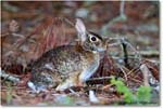 Rabbit_ChincoNWR_2022Jun_R5A05650 copy
