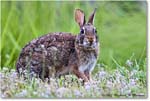 Rabbit_ChincoNWR_2022Jun_R5A06092 copy