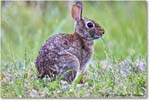 Rabbit_ChincoNWR_2022Jun_R5A06102 copy