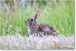 Rabbit_ChincoNWR_2022Jun_R5A06128 copy