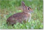 Rabbit_ChincoNWR_2022Jun_R5A06149 copy