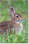 Rabbit_ChincoNWR_2022Jun_R5A06160 copy