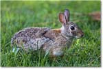 Rabbit_ChincoNWR_2022Jun_R5A07529 copy