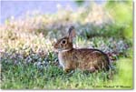 Rabbit_ChincoNWR_2022Jun_R5A09927 copy