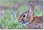 Rabbit_ChincoNWR_2022Jun_R5A09960 copy