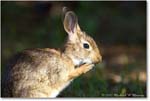 Rabbit_ChincoNWR_2022Jun_R5A09976 copy