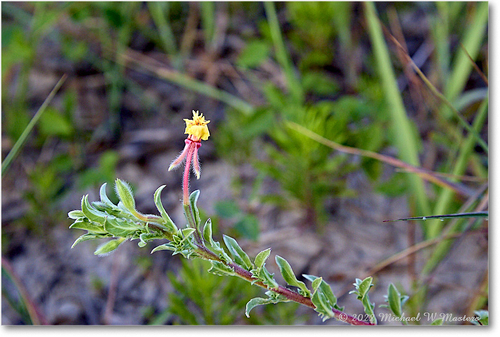 YellowFlower_ChincoNWR_2022Jun_5DB02510 copy